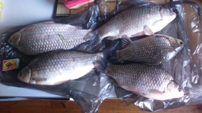 Prussian carp ×5 — Neman River