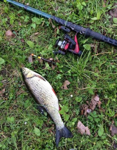 Ide, 0.6 kg — Nevėžis