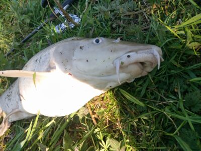 Barbel, 6.6 kg — Neman River