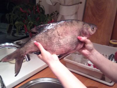 Carp bream ×12 — Minija