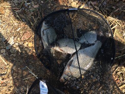 Carp bream — Kaunas reservoir