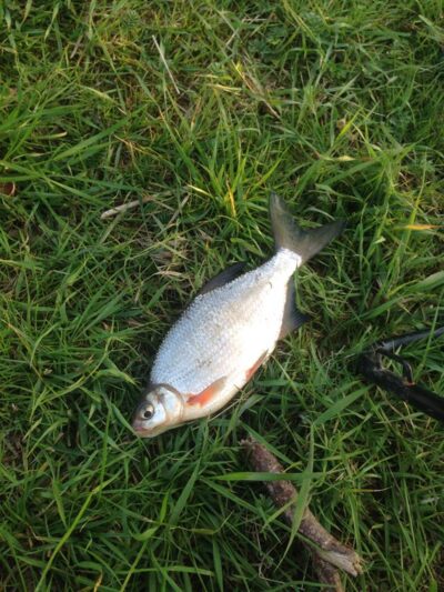 Silver Bream — Neman River