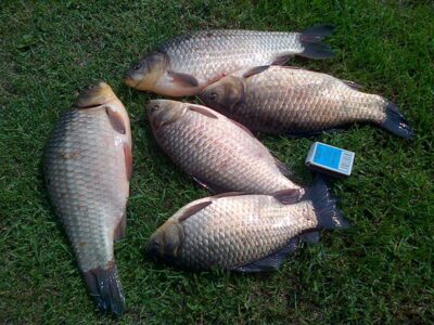 Prussian carp ×5 — Jurgežerių