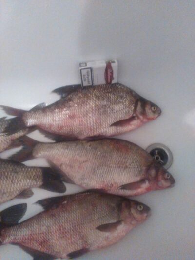 Carp bream ×3