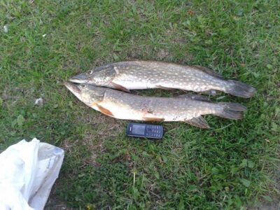 Northern Pike, 1.4 kg