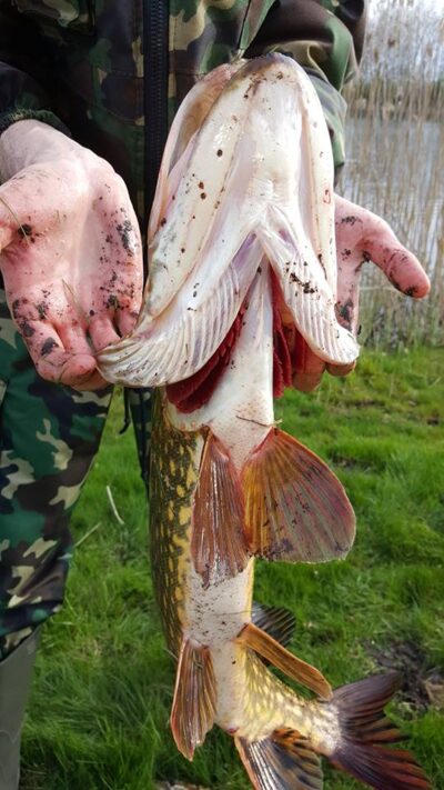 Northern Pike, 3.2 kg