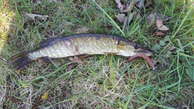 Northern Pike, 0.6 kg — Apaščia