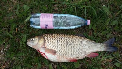 Ide, 2.6 kg