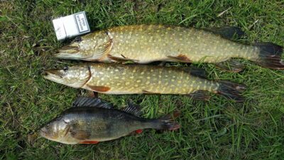 Northern Pike ×3 — Stavarygalos