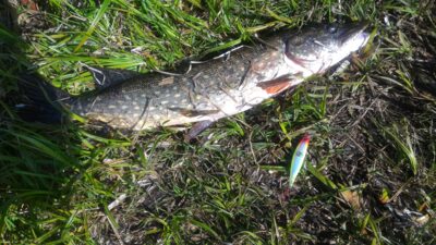 Northern Pike, 1.9 kg