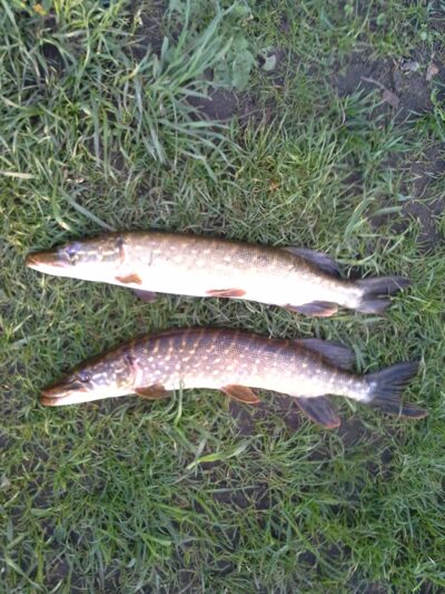 Northern Pike