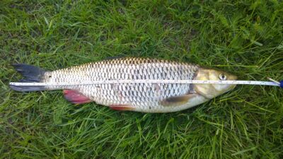 chub, 1.1 kg