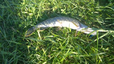 Northern Pike