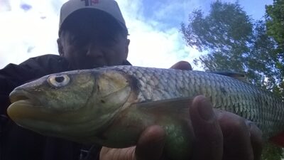 chub, 0.8 kg