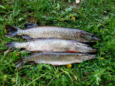 Northern Pike, 0.9 kg