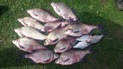 Carp bream ×11