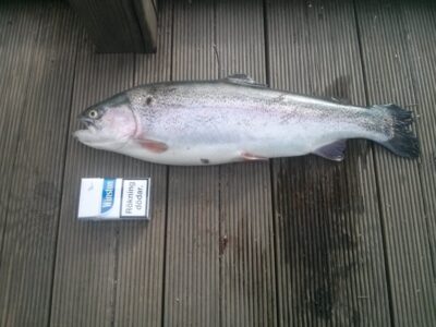 Ocean Trout, 1.6 kg — Trekanten