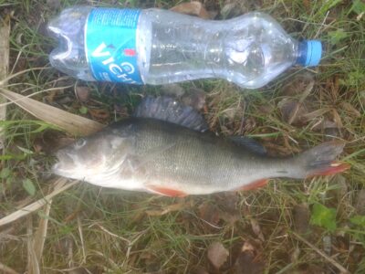 Eurasian perch, 0.6 kg — Pravalas