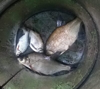 Carp bream ×4 — Pociūnų