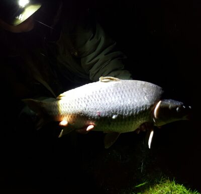 Mirror carp