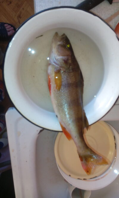 Eurasian perch, 0.3 kg — Neris River