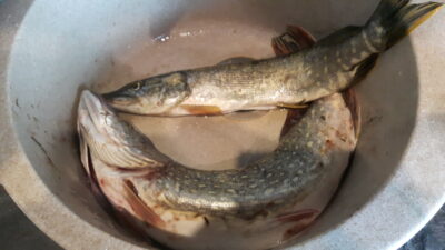 Northern Pike, 2.1 kg