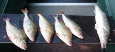 Eurasian perch ×5 — Kuršių