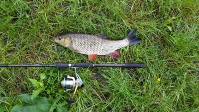 chub, 1.8 kg — Nevėžis