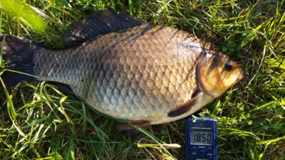 Prussian carp, 1.8 kg