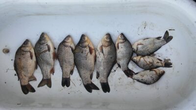 Prussian carp ×9 — Petraičių