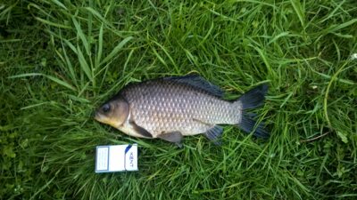 Prussian carp, 1.9 kg