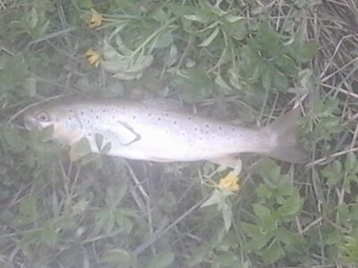 Brown Trout ×3 — Babrungas