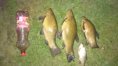 Tench ×3