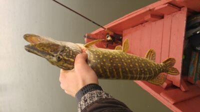 Northern Pike, 1.8 kg