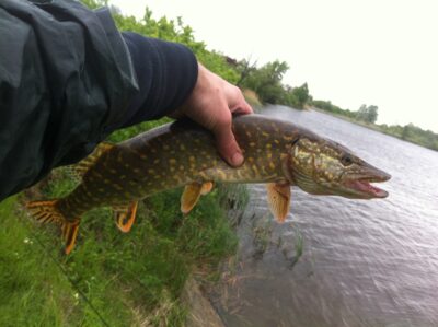 Northern Pike, 1.7 kg