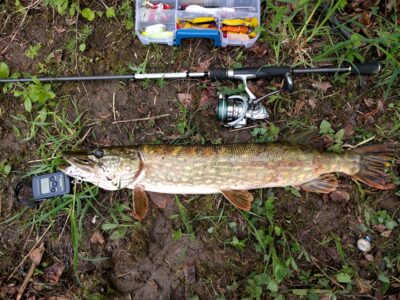 Northern Pike, 2.0 kg