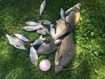 Carp bream ×3 — Bartkuškio