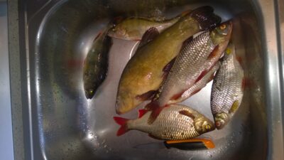 Tench, 0.5 kg — Antanavo HE