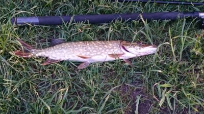 Northern Pike, 0.5 kg — Kretuonas