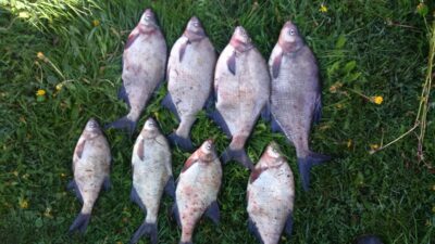 Carp bream ×8 — Neman River