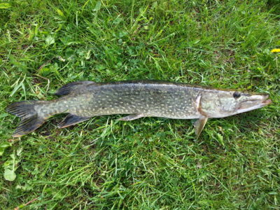Northern Pike, 1.7 kg