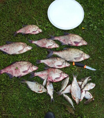 Carp bream ×8 — ATMATA