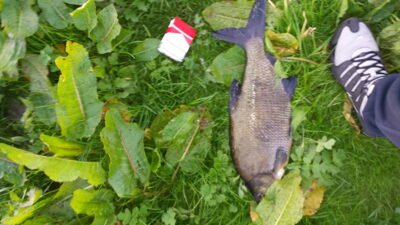 Carp bream
