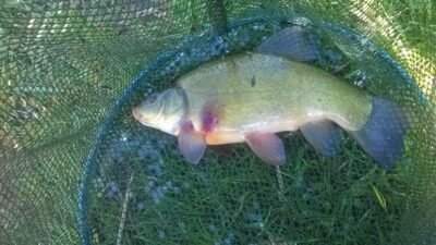 Tench, 0.6 kg