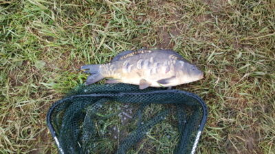 Mirror carp, 1.5 kg