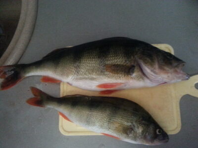 Eurasian perch, 0.8 kg