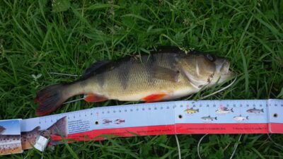 Eurasian perch, 0.6 kg