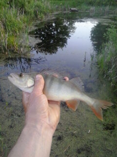 Eurasian perch