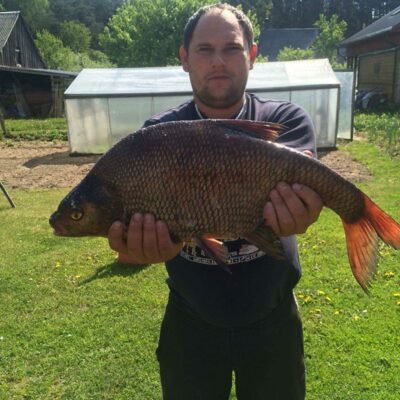 Carp bream