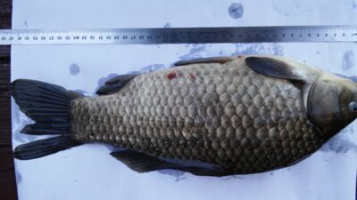 Prussian carp, 1.3 kg — Klovainių IV-asis